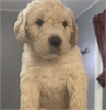 Golden Doodle/Springer Doodle Puppies!! in Pekin - TradinPost Classifieds